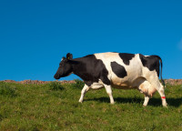 cow