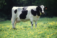 milk-dairy-cow